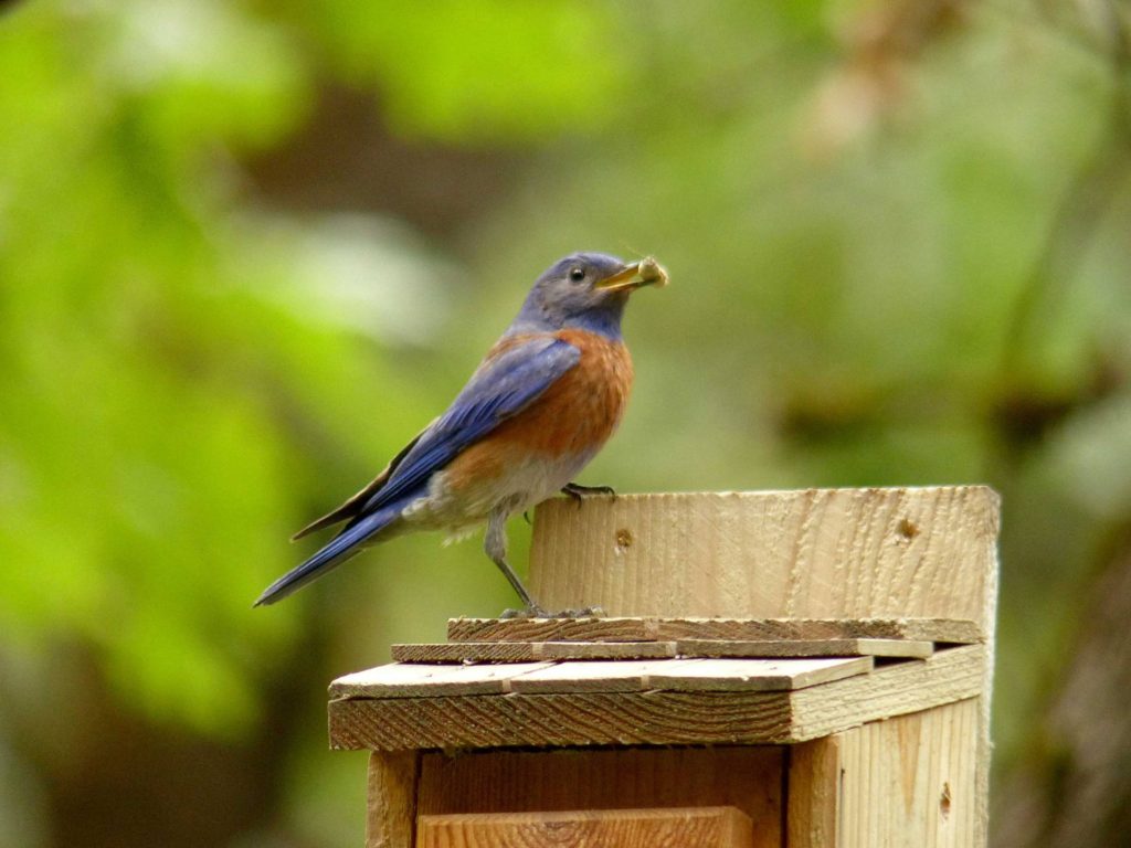 Western Bluebird with insect in beak