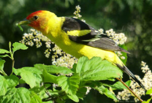 Western Tanager with caterpillar