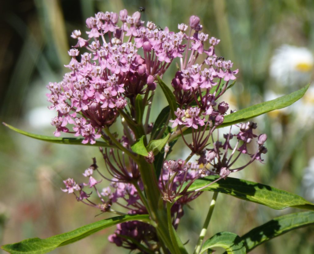 Pink -mauve flowers cluster of milkweed plant with insects feeding