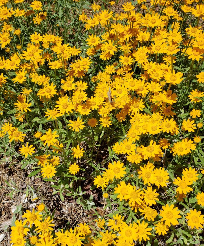 Native Woolly Sunflowers with Pollinators