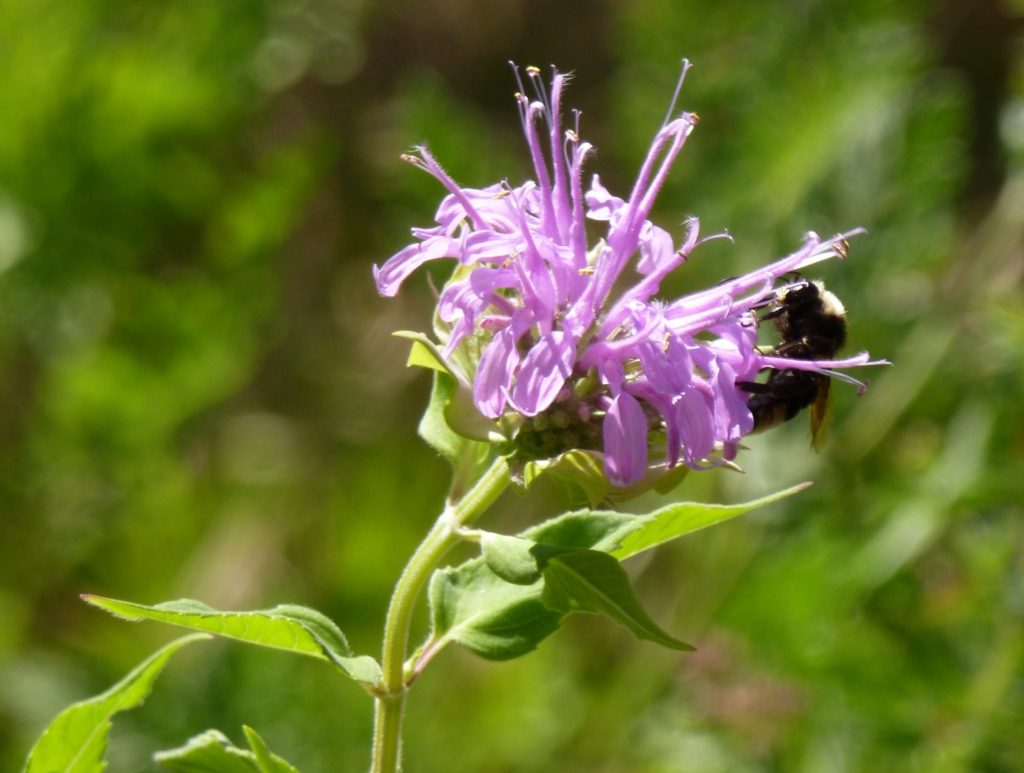 bee balm, Monarda fistulosa