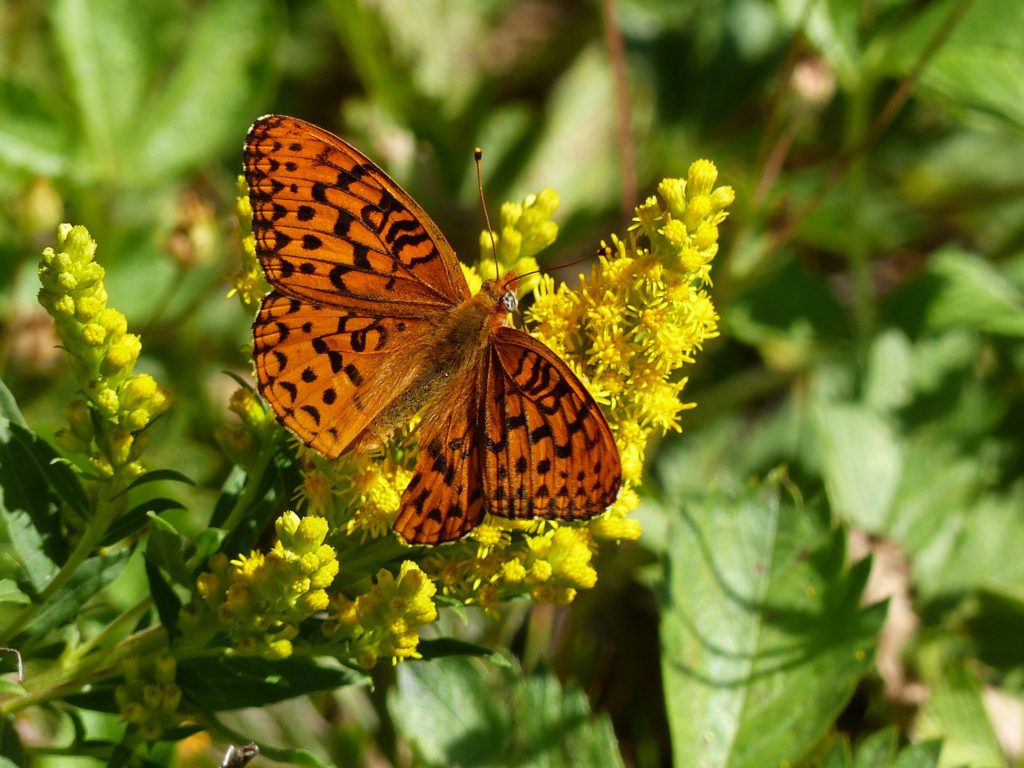 Fritillary butterfly nectaring on goldenro