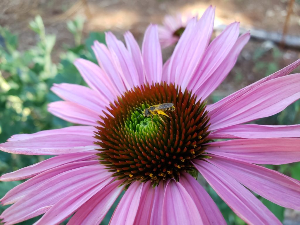 Little native bee working an Echinacea flower