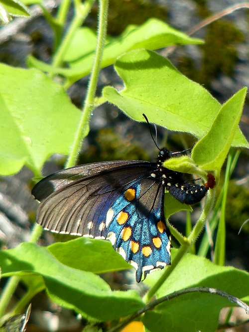 Pipevine swallowtail only feeds on Pipevine, a native vine