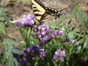 Swallowtail butterfly on a statice flower