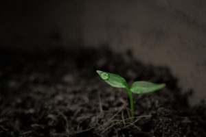 seedling in dark soil