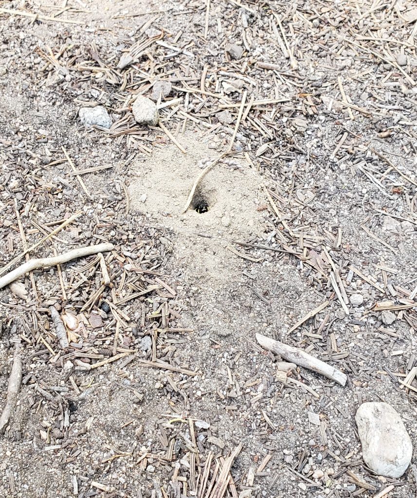 Hole in packed soil with diggings surrounding it, with a bee starting to come out of it