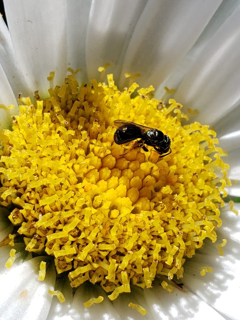 Small black native bee pollinating flower