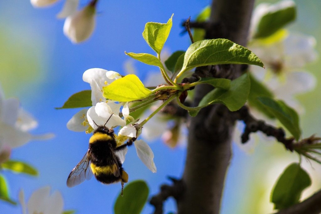 Bumble bee working apple flowers