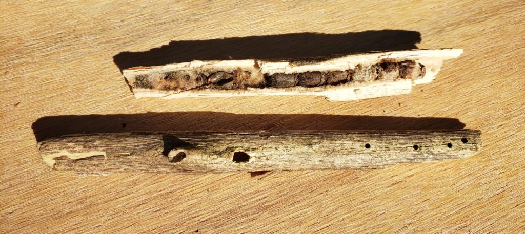 Stems with (old) bee larvae and drilled holes for emergence