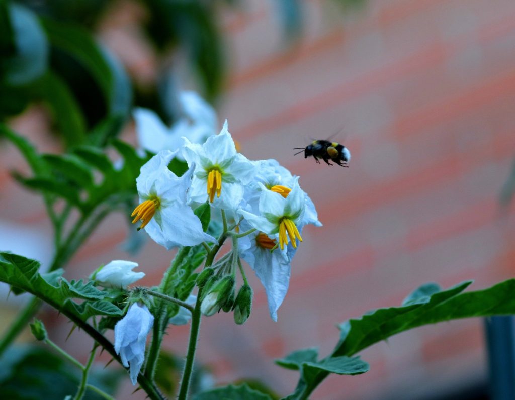 Flowers from the tomato genus that require buzz pollination