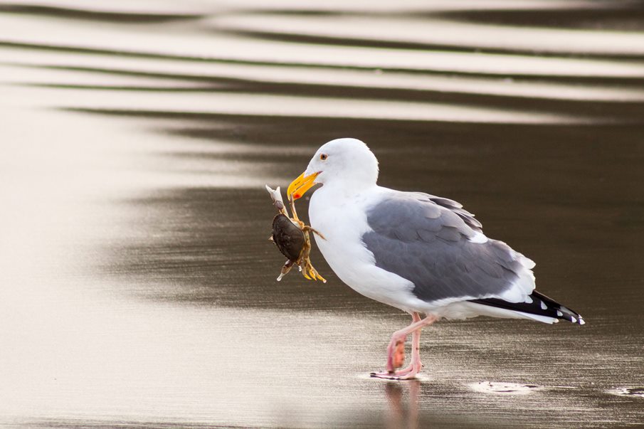 Sea gull at shore picking up a crab to eat, the crab's shell and diet are affected by ocean acidification