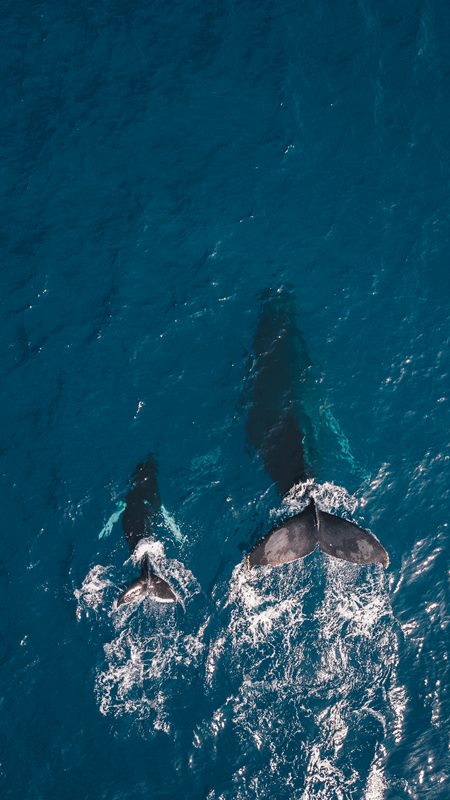 Overhead shot of mother and baby humpback whales swimming