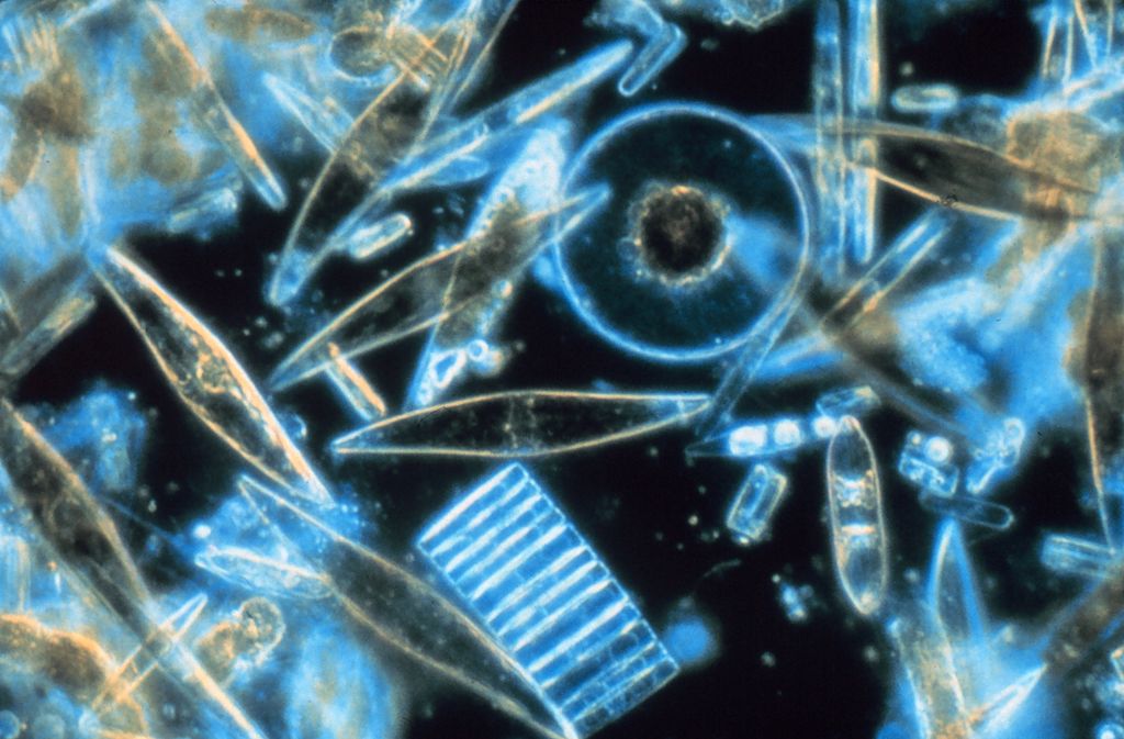 Microscopic view of diatoms, which are phytoplankton