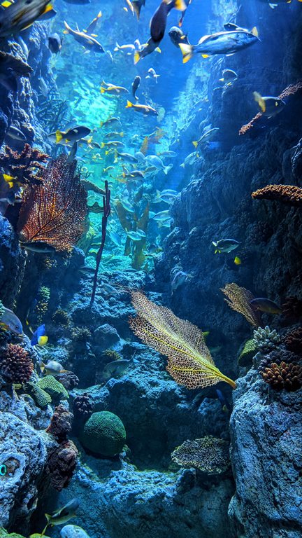 Vertical shot of corals in reef with many fish and sea plants and animals