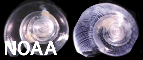 Pteropod shells, on left normal and on right shell is scarified and thin from ocean acidification