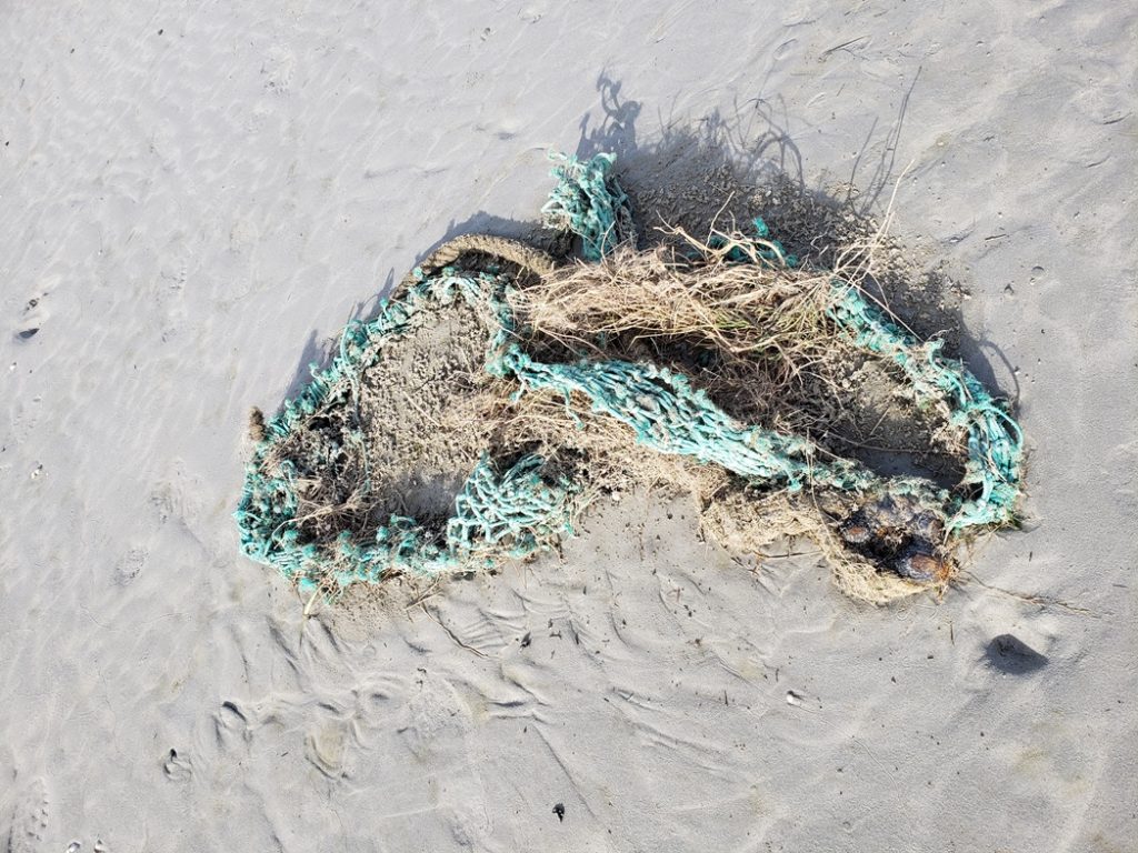 A discarded plastic fishing net on a tidal mud flat with beach grasses entwined in it