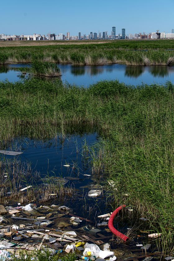 Freshwater pond with grasses and litter and plastic debris, city in background