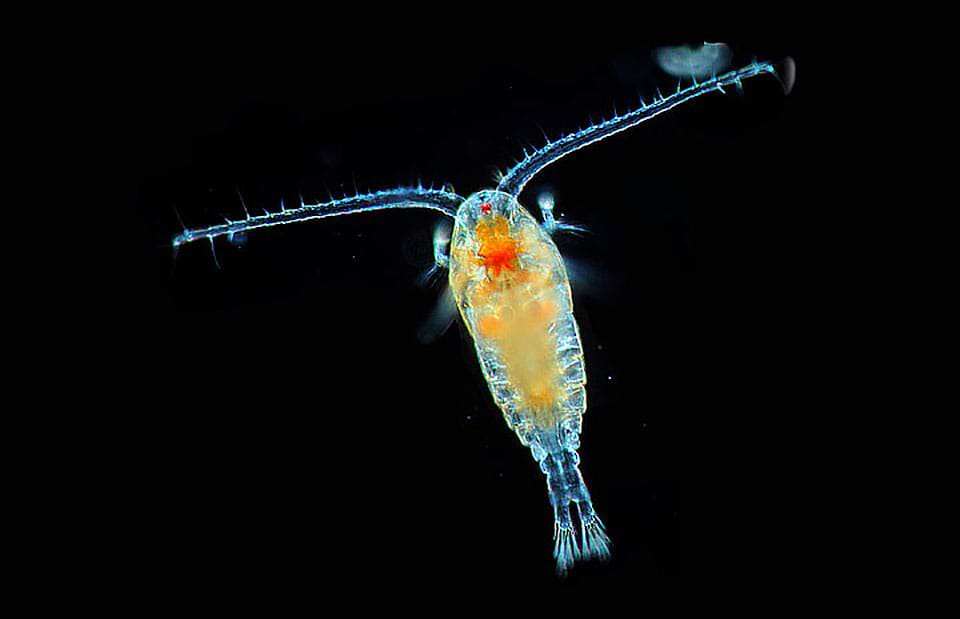 A Zooplankton