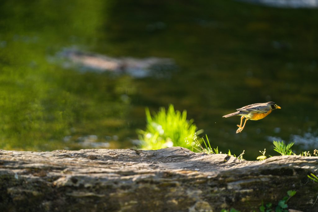 Bird taking off from a log