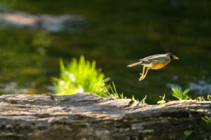 Bird taking flight from a log at a natural pond