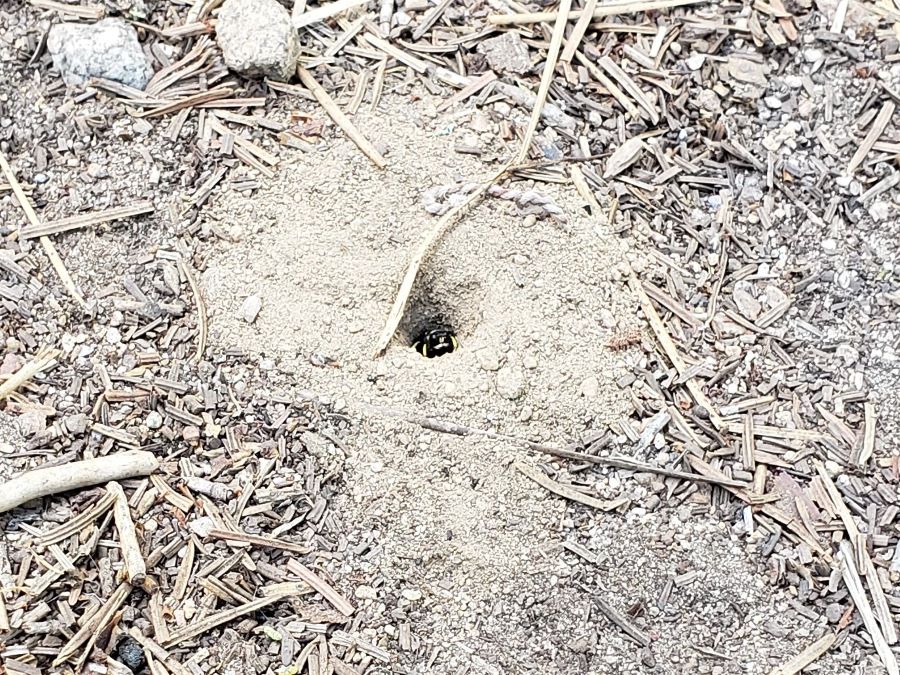 Bee emerging from her nest in the ground