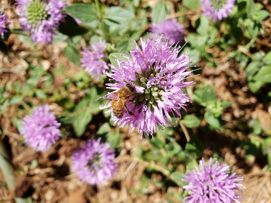 Honeybee working on a purple coyote mint flower