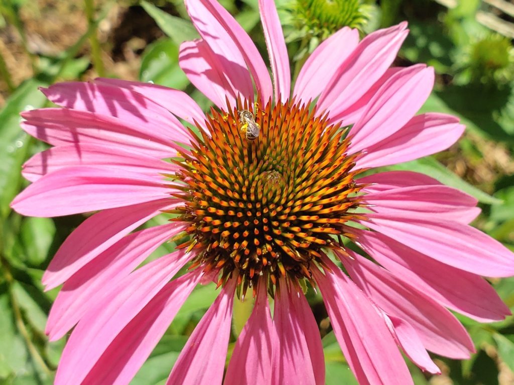 Purple Echinacea flower with a tiny native bee working on it