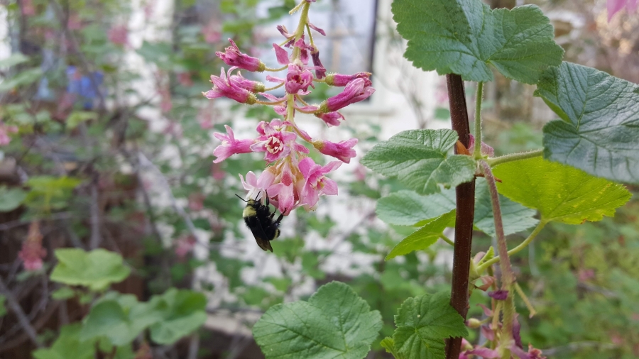 A bumble bee feeds on a cluster of pretty pink flowers on a native California shrub, Red Flowering Currant