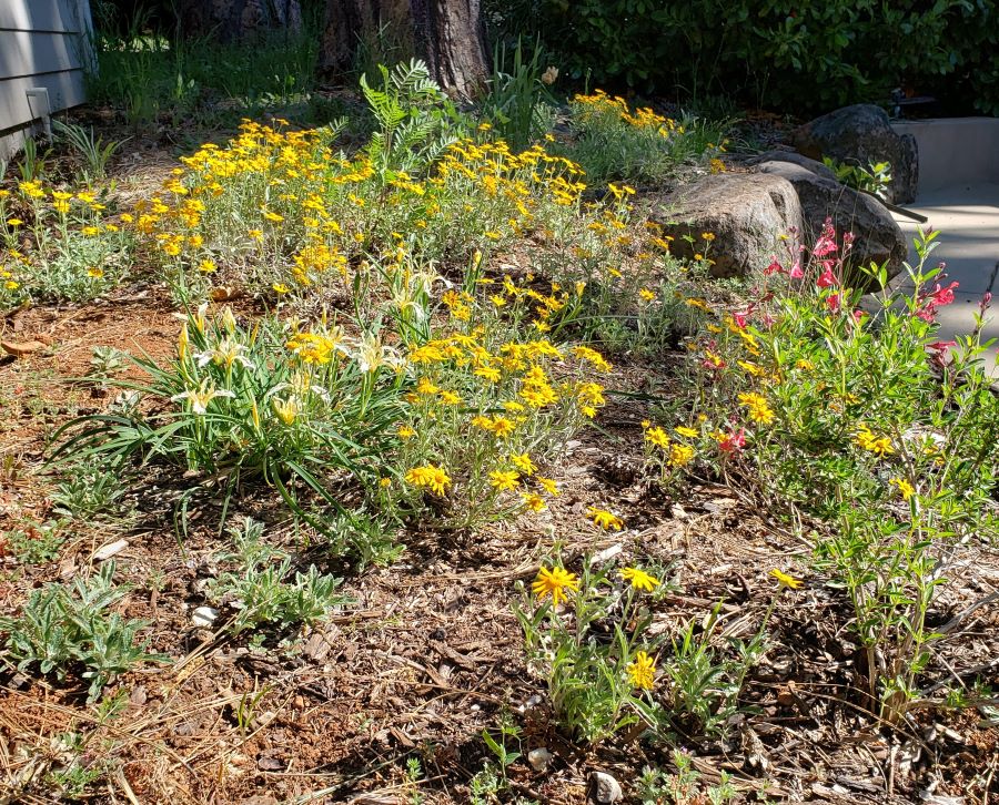 A small space with flowering perennials, some native
