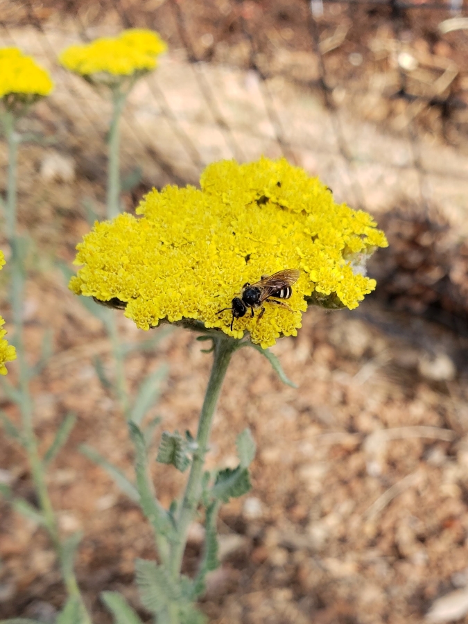 Yellow flat topped yarrow flower with a native bee on it.