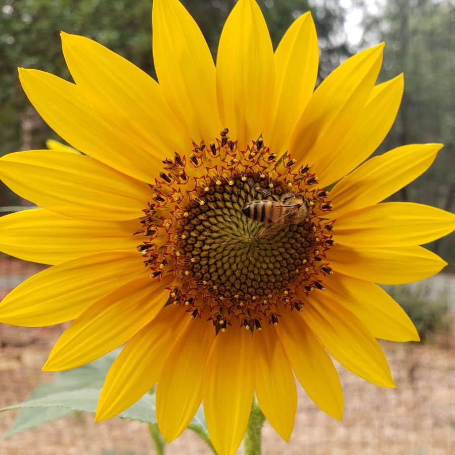 A sunflower with a honeybee feeding on it.