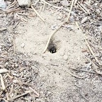 Bee emerging from hole