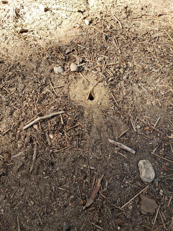 Round hole in the ground, in hard packed soil, provides habitat for bees