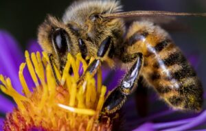 Close-up of honeybee feeding on yellow flower center