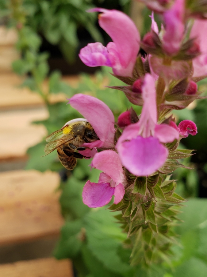 Honeybee deep in a pink salvia flower, with pollen on its back.