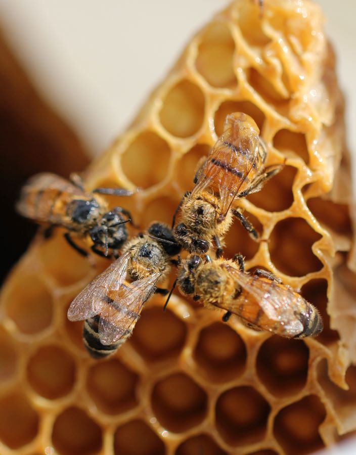 Four honeybees head-to-head on honeycomb