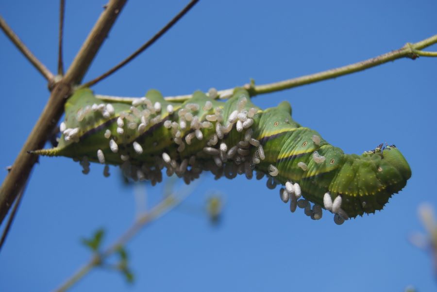 Tomato hornworm caterpillar with little white eggs attached to it
