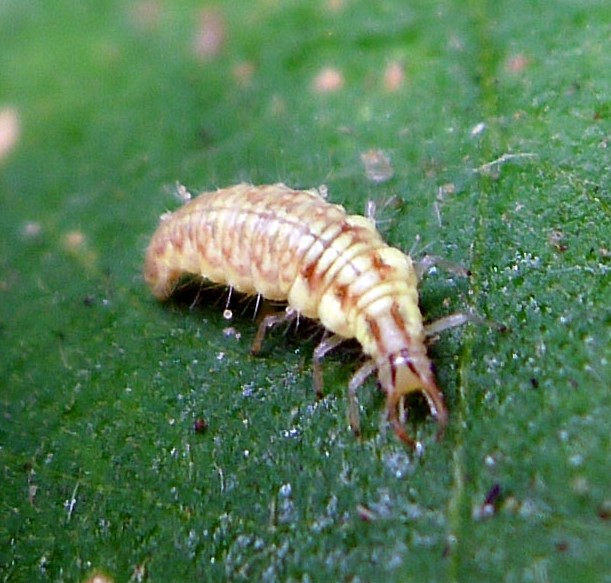 Brown and tan striped larva with big pinchers at its mouth. 