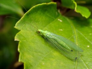 Green adult lacewing on a green leaf