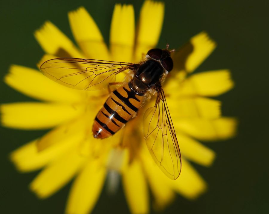 Adult bee-like syrphid fly feeding on pollen from a flower