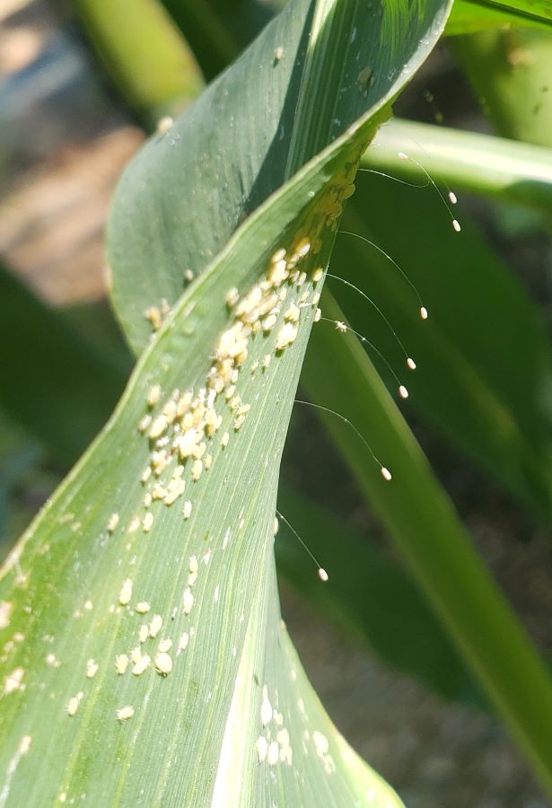 Corn leaf with many tiny aphids on the underside along with lacewing eggs which are tiny football-shaped eggs at the end of a long, thin filament