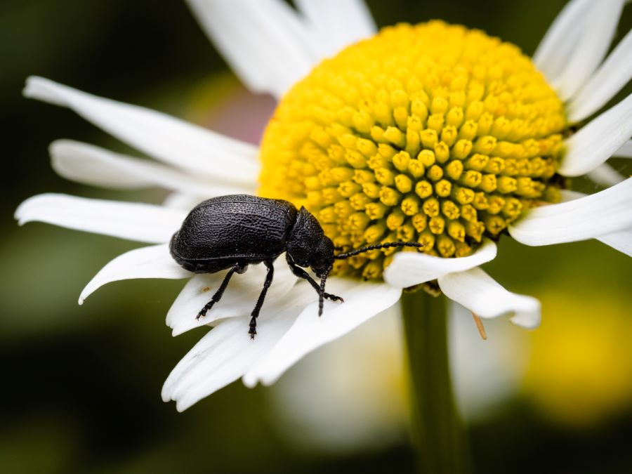 White daisy with a black beetle on the petals walking toward the pollen and nectar
