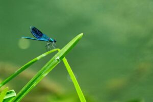 Blue dragonfly sitting on a green blade of grass