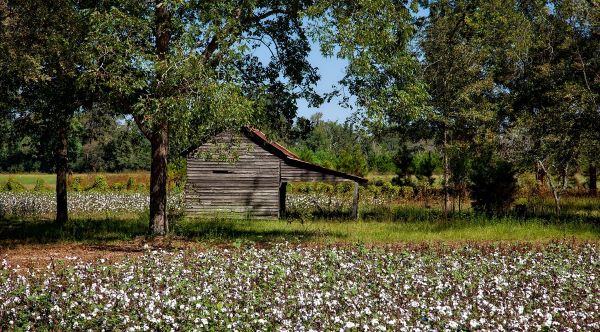 Rural cotton field in Alabama