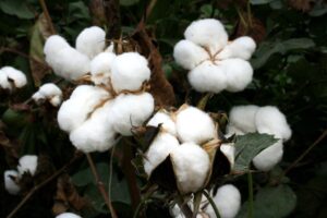 Ripe cotton on the plant