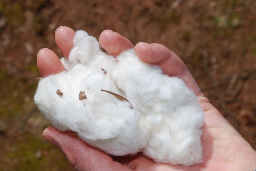Hand full of cotton from a cotton boll