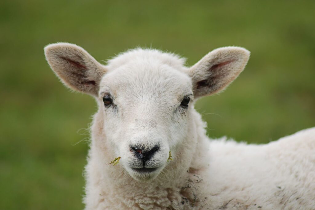 Close-up view of a white lamb's face