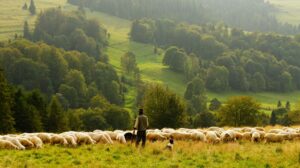 Green pastoral scene with many grazing sheep and a man and a sheep dog looking out at them