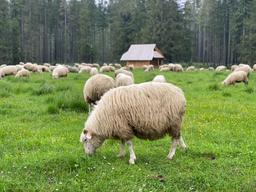 Sheep with long hair grazing in a green grassy field